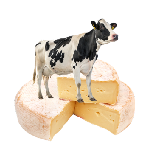Fromages au lait de vache