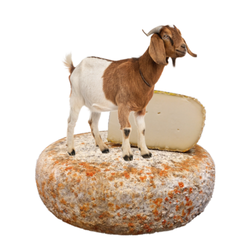 Fromages au lait de chèvre