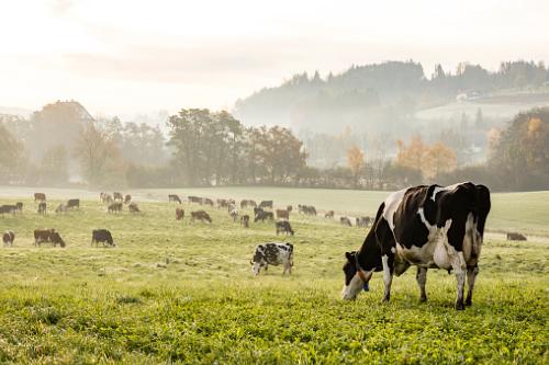  Fromages au lait de vache 